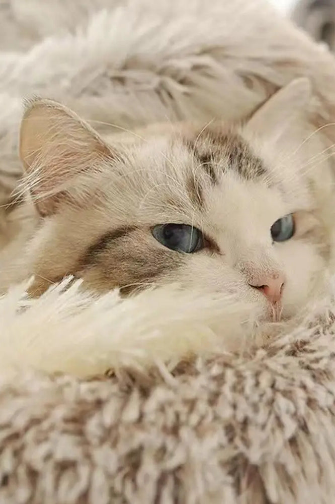 SnuggleNest Luxury Calming Cat Bed