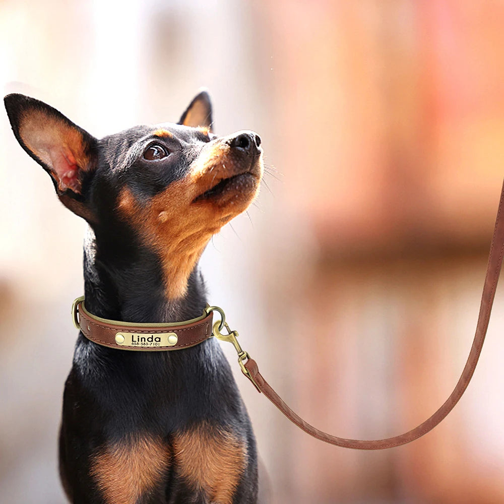 PawNook Luxury Engraved Dog Collar