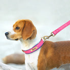 PawNook Luxury Engraved Dog Collar