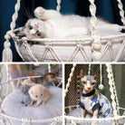 Luxury Hanging Cat Hammock