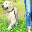 PawNook Luxury Engraved Dog Collar